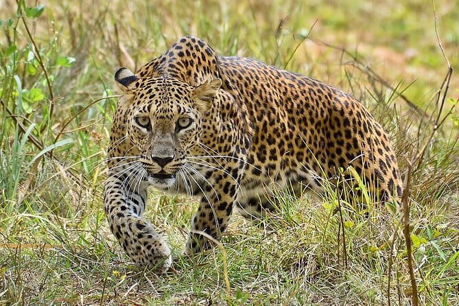 Yala Mk Safari Tour & Taxi Service - Comfort and timing details that affect your day