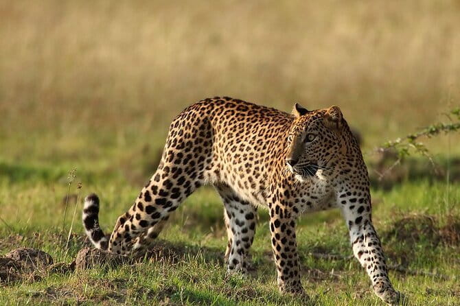 Yala Mk Safari Tour & Taxi Service - Price and what your $28 booking likely covers