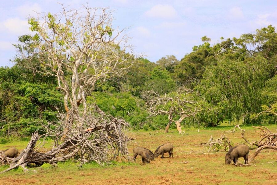 Yala: Morning or Afternoon All-inclusive Private Safari - Who should book this Yala private safari, and who should skip it