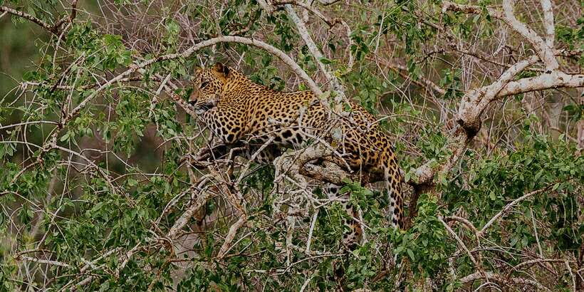 Yala: Morning or Afternoon All-inclusive Private Safari - A practical way to do Yala: private jeep, real guidance, less guesswork