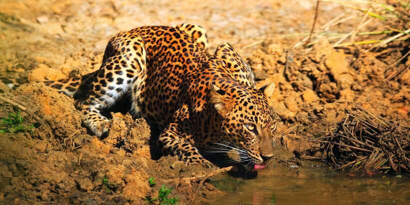 Yala: Morning or Afternoon All-inclusive Private Safari - Inside the jeep: what the customized vehicle changes for your game drive