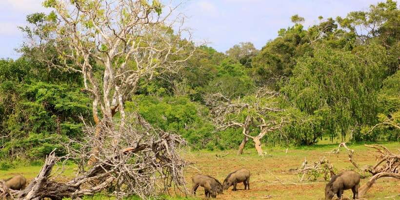 Yala: Morning or Afternoon All-inclusive Private Safari - The timing: how 4 to 5 hours fits into an afternoon plan