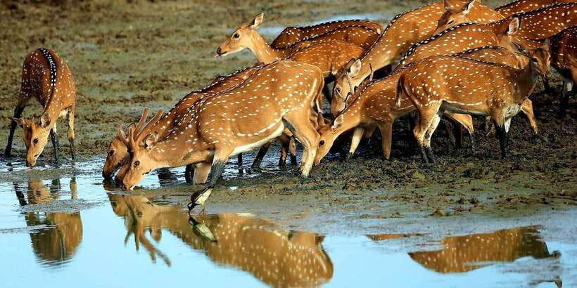 Yala: Morning or Afternoon All-inclusive Private Safari - What the guide does for you, including the Maari example