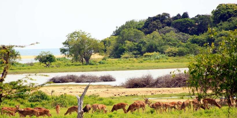 Yala: Morning or Afternoon All-inclusive Private Safari - Price and value: is $90 per person fair for this private format?