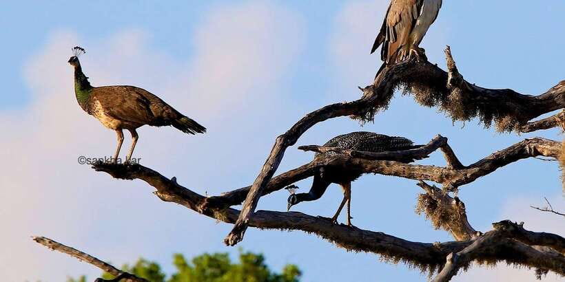 Yala: Morning or Afternoon All-inclusive Private Safari - What to bring, and what to avoid so the safari stays smooth