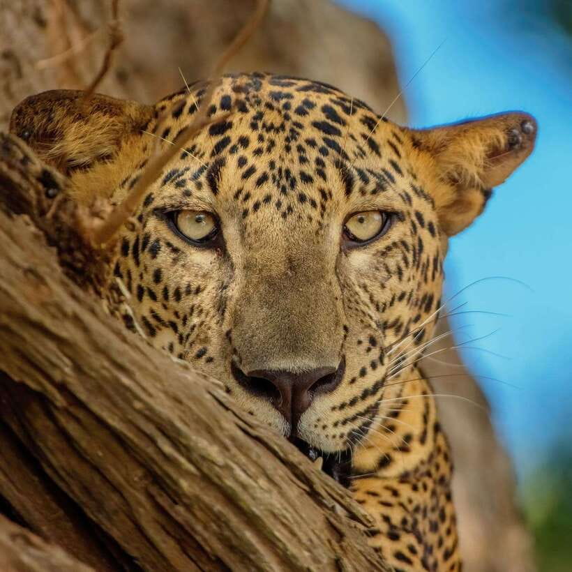 Yala National Park: 7 hour & 12 hour Leopard Safari Tours - Key Safari Takeaways (What Matters Most)