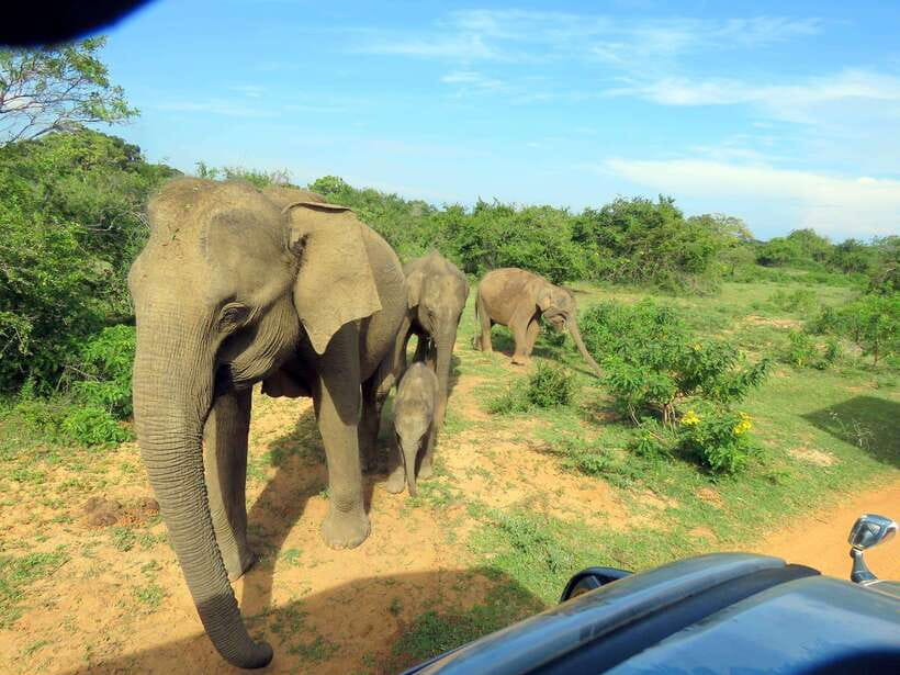 Yala National Park: 7 hour & 12 hour Leopard Safari Tours - Inside Yala: What You’ll Do and Why Waiting Happens