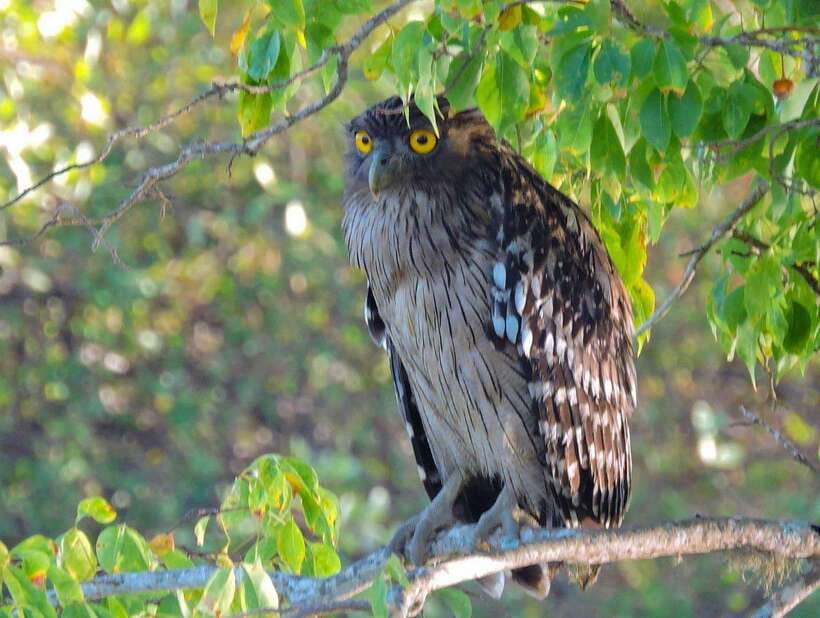 Yala National Park: 7 hour & 12 hour Leopard Safari Tours - Wildlife You Can Actually Expect Beyond Leopards