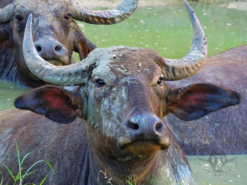 Yala National Park: 7 hour & 12 hour Leopard Safari Tours - Breakfast Picnic, Lunch, Fruits, Water: Eating Without Breaking the Day