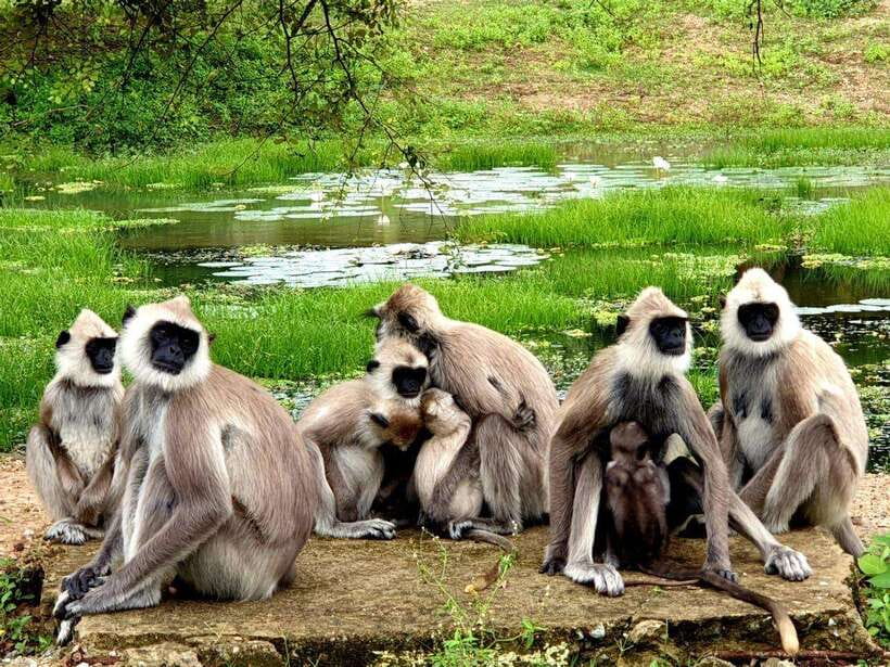Yala National Park: 7 hour & 12 hour Leopard Safari Tours - Hotel Pickup and Drop-Off: The Easy Part That Adds Value