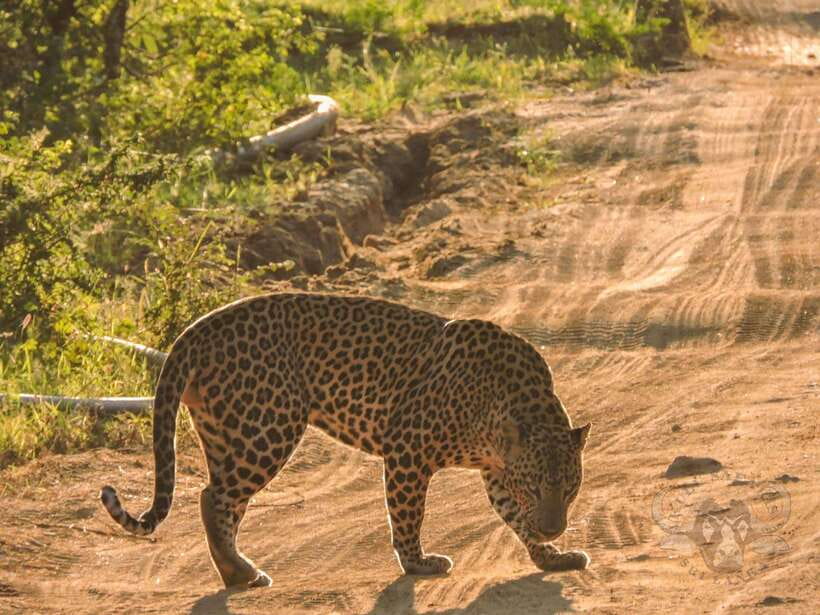 Yala National Park: 7 hours or 12 hours Leopard Wild Safari - Key things I’d plan around