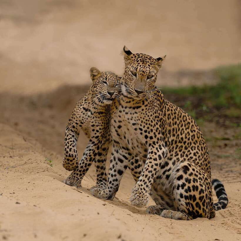 Yala National Park: 7 hours or 12 hours Leopard Wild Safari - Following the guide: how expert tracking improves your odds