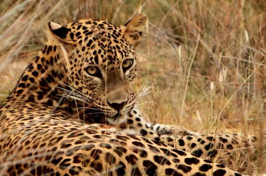 Yala National Park: 7 hours or 12 hours Leopard Wild Safari - Who this Yala leopard wild safari suits best