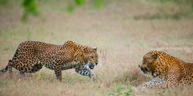 Yala National Park: All Inclusive Full-Day Safari with Lunch - Key highlights to know before you go
