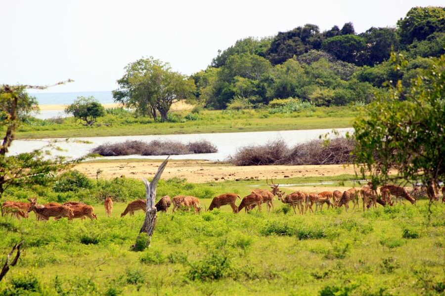 Yala National Park: All Inclusive Full-Day Safari with Lunch - Where pickup and drop-off fit your plan