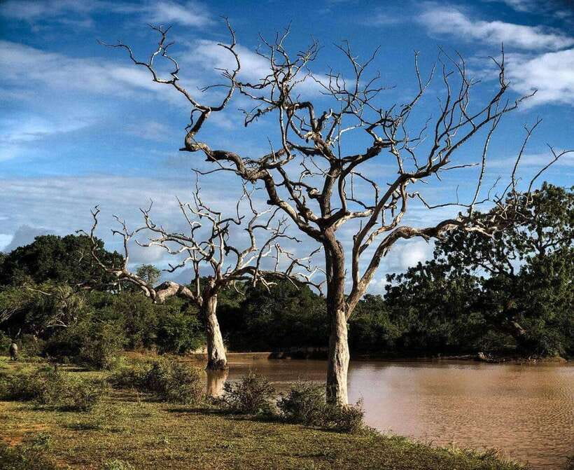 Yala National Park: All Inclusive Private Safari Day Trip - Key highlights at a glance