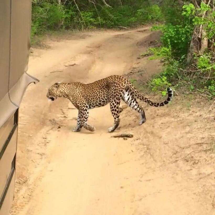 Yala National Park: All Inclusive Private Safari Day Trip - A private Yala jeep safari day trip, built for easier wildlife time