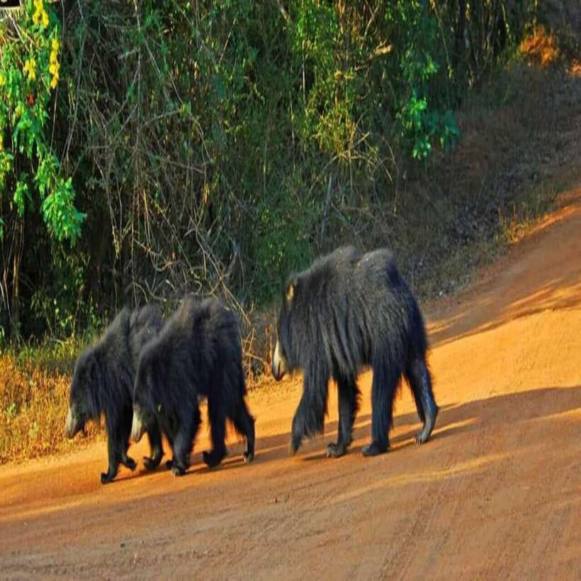 Yala National Park: All Inclusive Private Safari Day Trip - Inside Yala: 4 hours of guided wildlife searching
