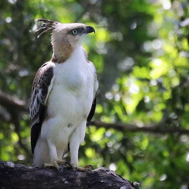 Yala National Park: All Inclusive Private Safari Day Trip - What you might see: leopards, bears, elephants, crocodiles, and birds