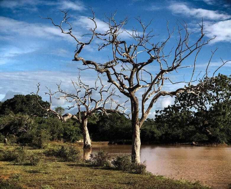 Yala National Park: All Inclusive Private Safari Day Trip - Guide quality matters: English or German, and a mixed bag