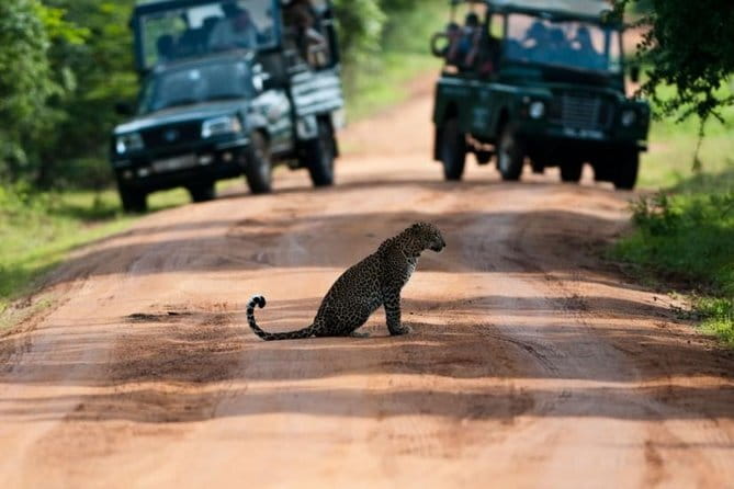 Yala National Park (Day Tour) - Yala in a Tight 3 Hours: What You Can Really Expect