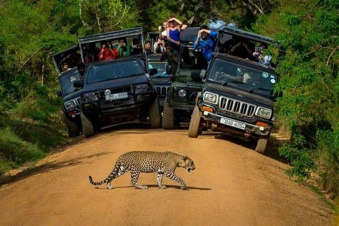 Yala National Park (Day Tour) - Inside Yala National Park: Leopards, Elephants, and Crocodiles