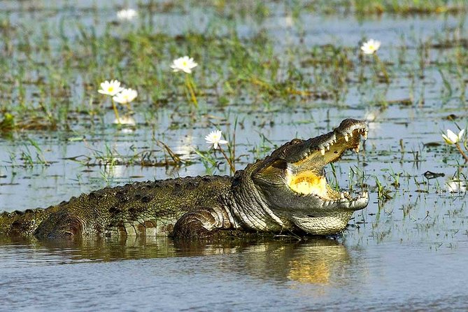 Yala National Park Full-Day Jeep Safari with Lunch - Why Yala makes sense as a Colombo day trip