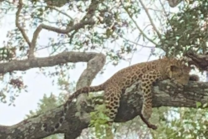 Yala National Park Full-Day Jeep Safari with Lunch - The road to Yala: timing, comfort, and what to expect