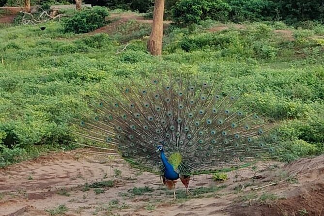 Yala National Park Full-Day Jeep Safari with Lunch - Entrance tickets and the licensed guide: less hassle, better odds