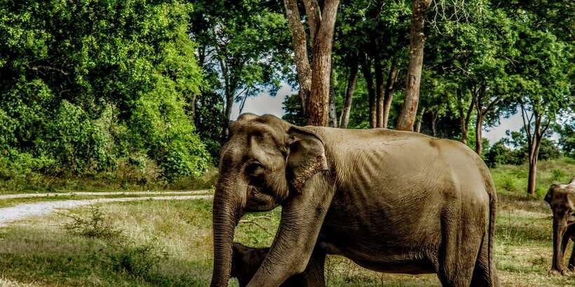 Yala National Park : Full Day Safari(04:30-18:00) - Wildlife viewing etiquette that keeps sightings smoother