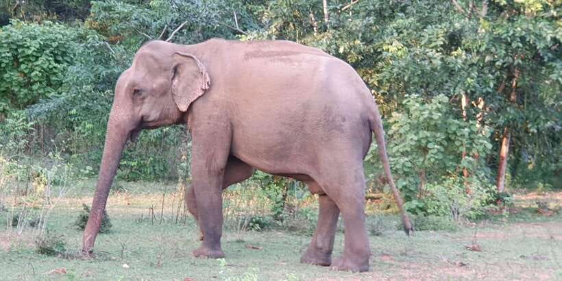 Yala National Park : Full Day Safari(04:30-18:00) - Yala safari from 4:30-18:00, why the start time matters