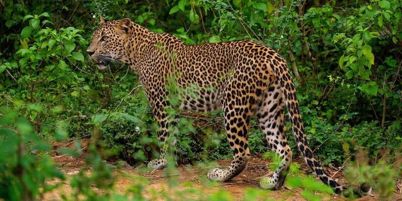 Yala National Park : Full Day Safari(04:30-18:00) - Getting leopard sightings: how guides improve your odds