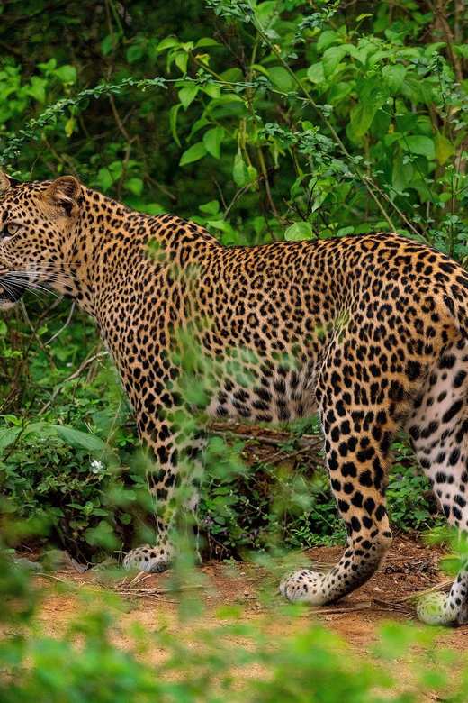 Yala National Park : Full Day Safari(04:30-18:00) - Breakfast, lunch, and that 2-hour sea break