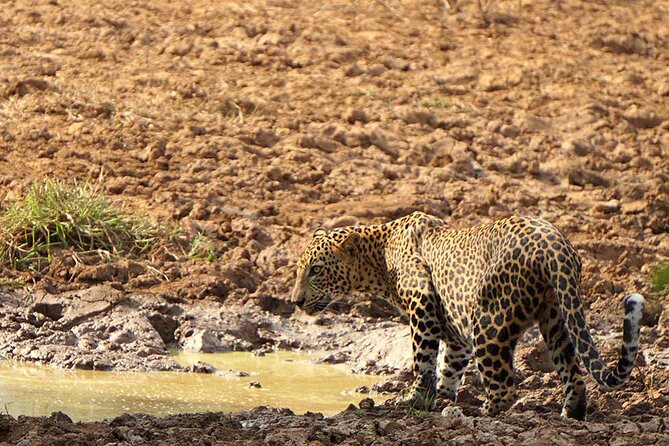Yala National Park - Full Day Safari (04:30 am - 06:00 pm) - Quick hits