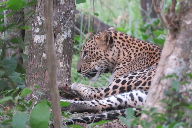 Yala National Park - Full Day Safari (04:30 am - 06:00 pm) - Pickup, small groups, and the comfort of a 4x4 jeep