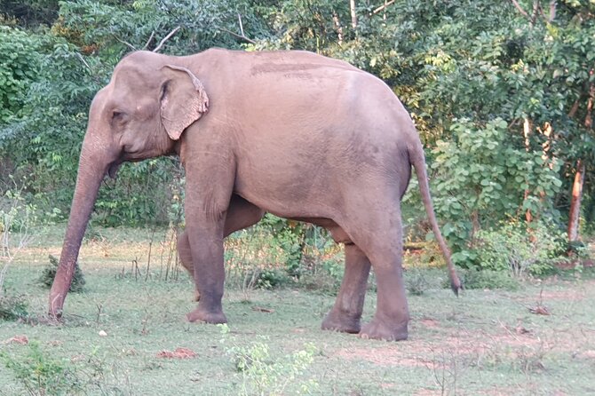 Yala National Park - Full Day Safari (04:30 am - 06:00 pm) - Morning drive and the breakfast plan that keeps you from burning out