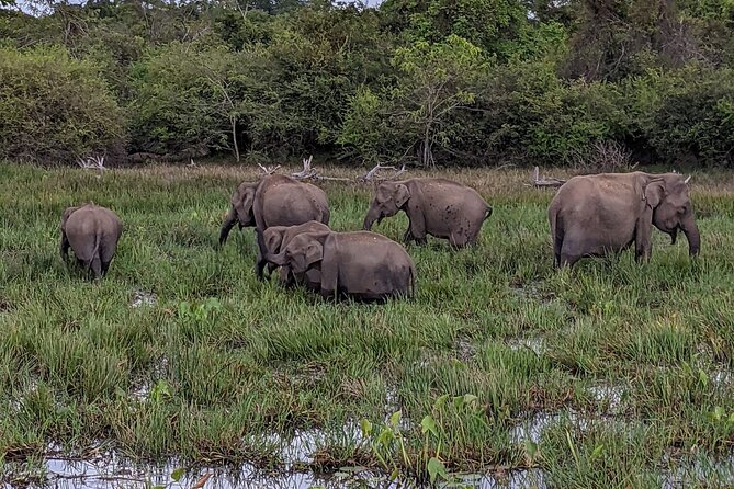 Yala National Park - Full Day Safari (04:30 am - 06:00 pm) - The middle of the day: lunch, fruits, water, and how to stay comfortable