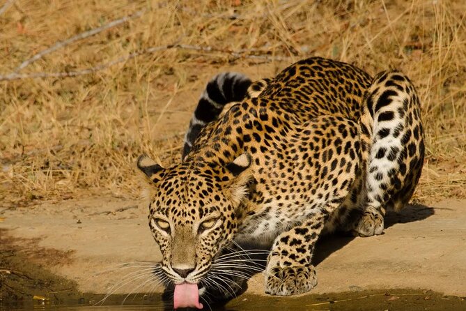 Yala National Park - Full Day Safari (04:30 am - 06:00 pm) - Guides Ishan and Sule: how good guiding changes everything