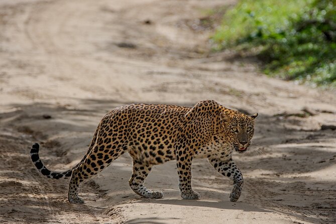 Yala National Park - Full Day Safari (04:30 am - 06:00 pm) - Leopards are the big hunt, but elephants and birds are the solid plan