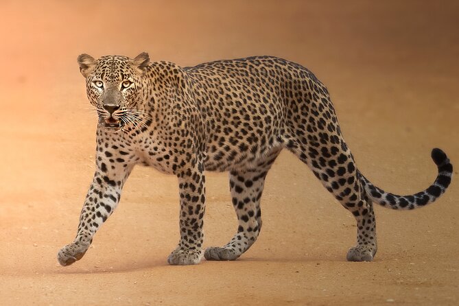 Yala National Park Full Day Safari Tour - Why the 4:30 am start matters in Yala