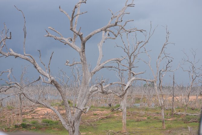 Yala National Park Full Day Safari Tour - What you can expect inside Yala National Park