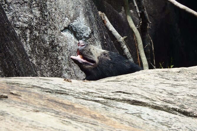 Yala National Park Full Day Safari Tour - The full-day food plan: breakfast, Sri Lankan lunch, and snacks
