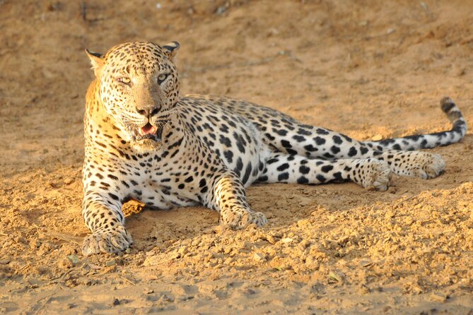 Yala National Park Full Day Safari Tour - Binoculars and the photo game: why waiting is part of the skill