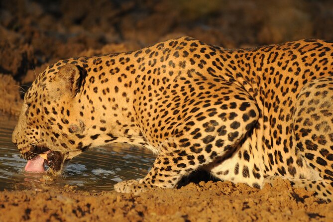 Yala National Park Full Day Safari Tour - Guides who know Yala: Samitha, Thanura, and an ethical approach