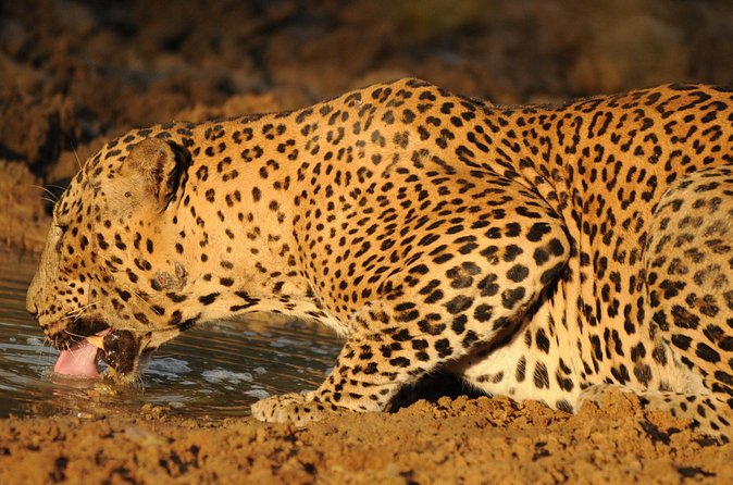 Yala National Park Full Day Safari Tour - Who this safari suits best (and who should think twice)