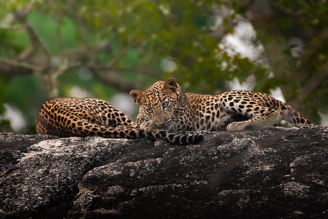 Yala National Park Full Day Safari Tour - Your jeep and group size: Toyota Hilux to Mitsubishi L200