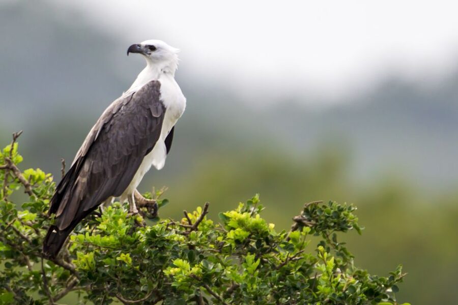 Yala National Park: Half, 7-Hour, or Full-Day Safari & Meals - Vehicle comfort and group size, what to expect