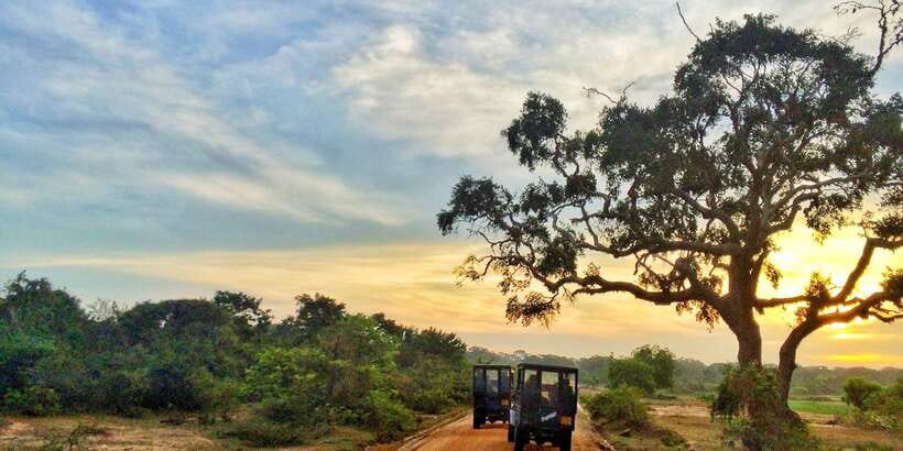 Yala National Park: Half, 7-Hour, or Full-Day Safari & Meals - Why Yala’s leopard reputation is more than marketing
