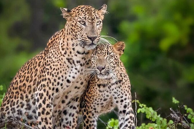 Yala National Park Half Day / Full Day Special Safari Tours - Key highlights you can actually plan around
