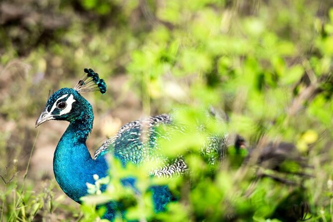 Yala National Park Half Day / Full Day Special Safari Tours - Inside Yala: what you’re really doing during the wildlife drive